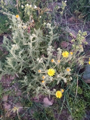 Senecio adenotrichius