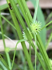Cyperus brevifolius