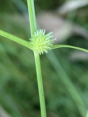 Cyperus brevifolius