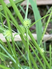 Cyperus brevifolius