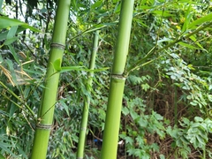 Phyllostachys aurea