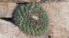 Mammillaria uncinata