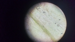 Climacium dendroides