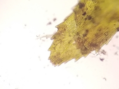 Climacium dendroides