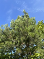 Pinus echinata