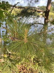 Pinus echinata