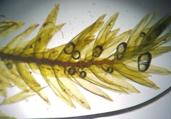 Climacium dendroides