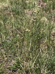 Silene scouleri pringlei