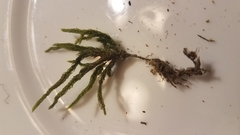 Climacium dendroides