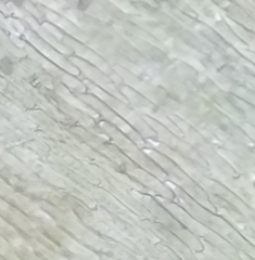 Climacium dendroides