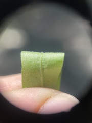 Symphyotrichum ontarionis