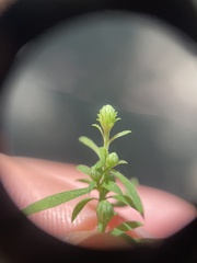 Symphyotrichum ontarionis