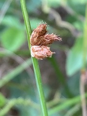 Schoenoplectus americanus