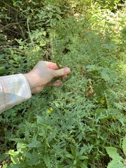 Symphyotrichum ontarionis