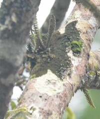 Pleopeltis bombycina