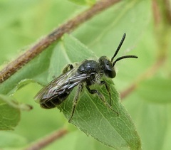 Callandrena