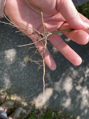 Symphyotrichum ontarionis