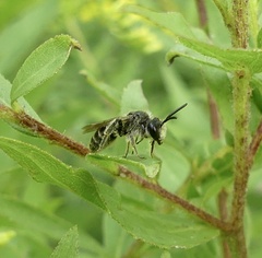 Callandrena