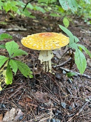 Amanita