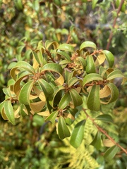 Chrysolepis chrysophylla