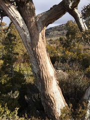 Athrotaxis cupressoides