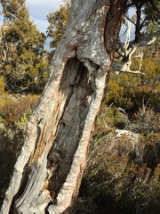 Athrotaxis cupressoides