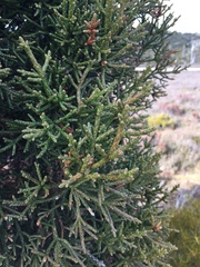 Athrotaxis cupressoides