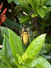 Vespa bicolor