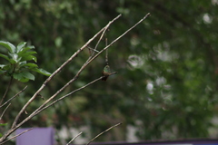 Saucerottia beryllina