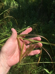 Carex gynandra