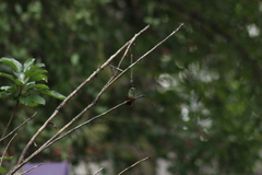 Saucerottia beryllina