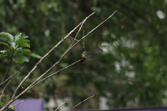 Saucerottia beryllina