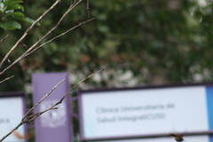 Saucerottia beryllina