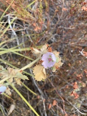 Malacothamnus marrubioides