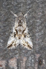 Autographa californica