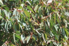 Ptilotula penicillata