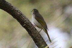 Ptilotula penicillata