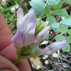 Astragalus lentiginosus