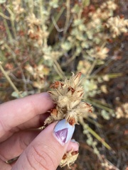 Malacothamnus marrubioides