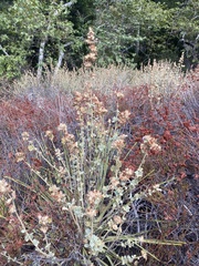 Malacothamnus marrubioides