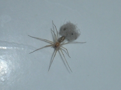 Cithaeron praedonius