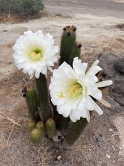 Trichocereus spachianus