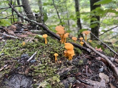 Cantharellus minor