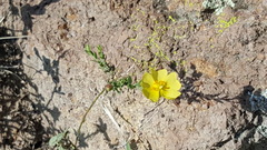 Crocanthemum glomeratum