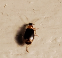 Lebia
