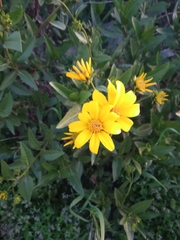 Flourensia thurifera