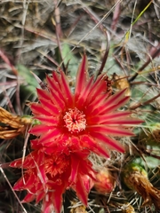 Ferocactus wislizeni
