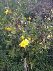 Flourensia thurifera