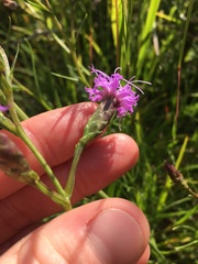 Liatris cylindracea