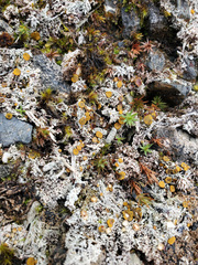 Brigantiaea fuscolutea